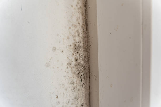 Best Mold Odor Removal Services  in Heyburn, ID